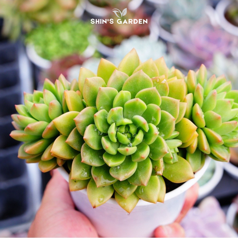  Sen đá mặt trời – sen đá mini màu cam dễ sống, hợp phong thủy mệnh Hỏa – Thổ 