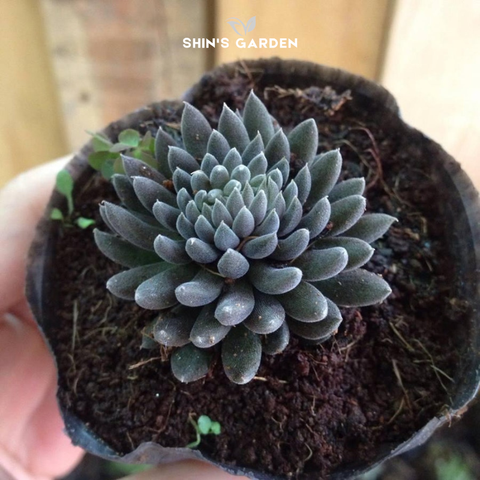  Sen đá đen huyền bí – Cây may mắn mini để bàn hợp phong thủy 