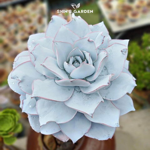  Sen đá màu trắng phong thủy mini để bàn – hợp mệnh Kim, Thủy 