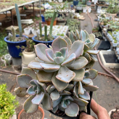  Sen đá Melo – Cây sen đá thân tròn mini phong thủy độc lạ 