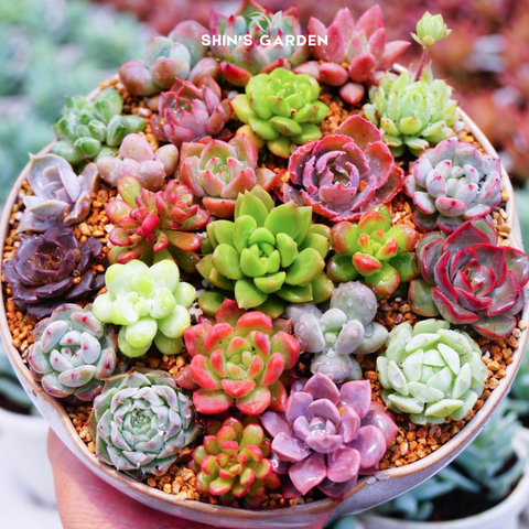  Sen đá mix mini để bàn – Combo sen đá phối màu phong thủy đẹp, dễ sống, dễ chăm 