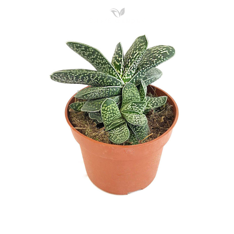 Sen đá mỏ vịt độc lạ phong thủy mini – Hình dáng lạ mắt, hợp mệnh Mộc – Thổ