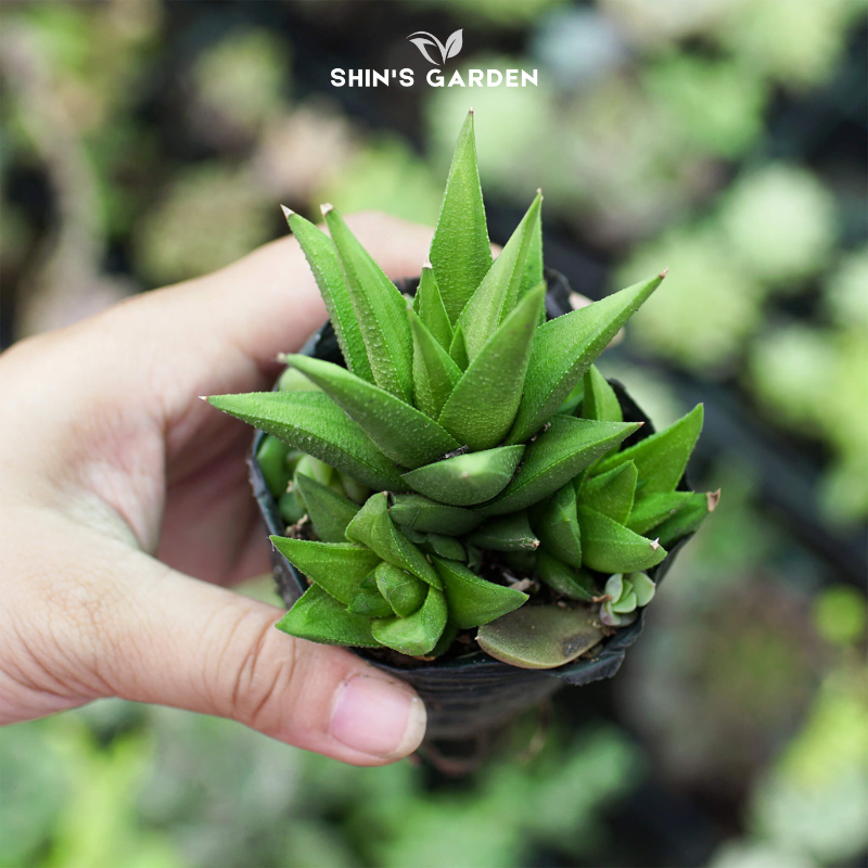 Sen đá móng rồng Pháp – cây để bàn phong thủy đẹp độc