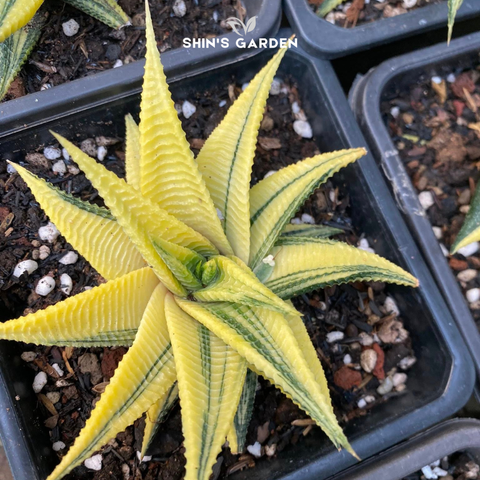  Sen đá móng rồng xoáy: Cây mini phong thủy để bàn đẹp, dễ chăm 