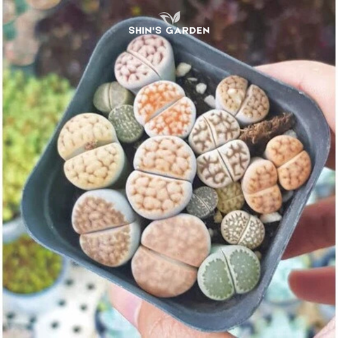  Sen đá mông – Sen đá butt độc đáo, hợp phong thủy, chậu mini để bàn đẹp lạ 