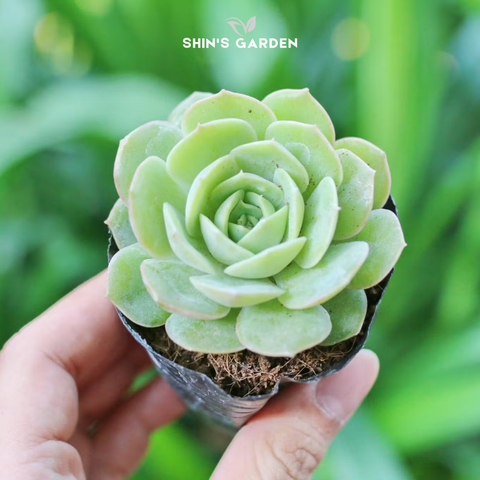  Sen đá ngọc bích phong thủy – cây để bàn hợp mệnh Mộc 