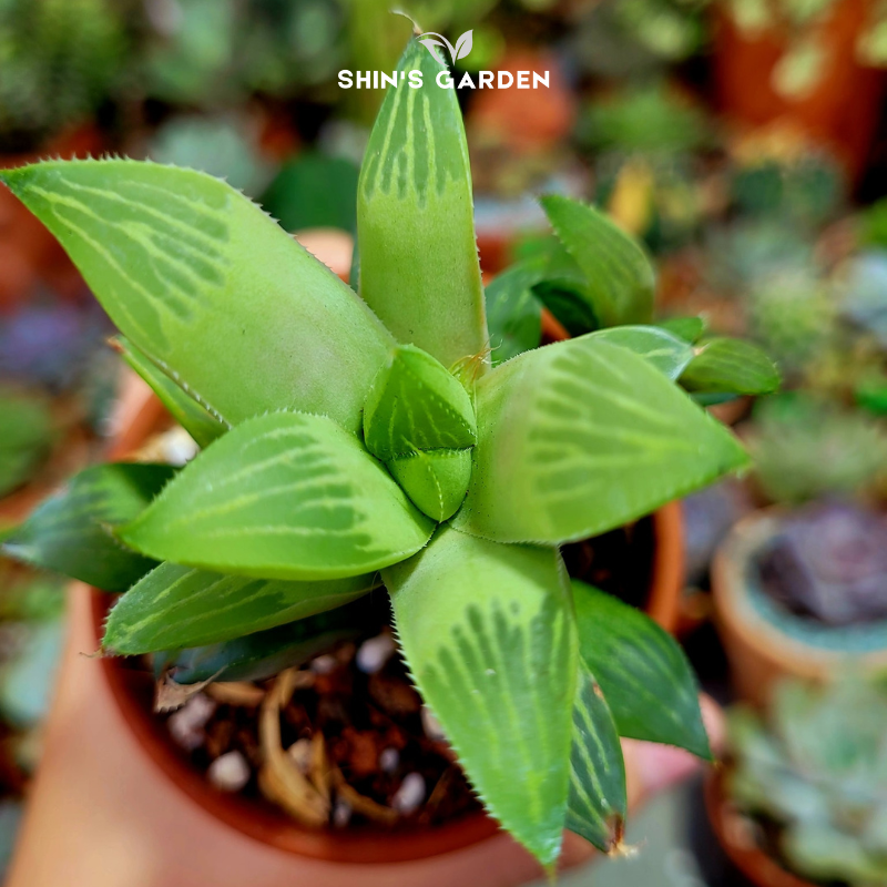 Sen đá ngọc guốc phong thủy mini hợp mệnh Thổ – Kim