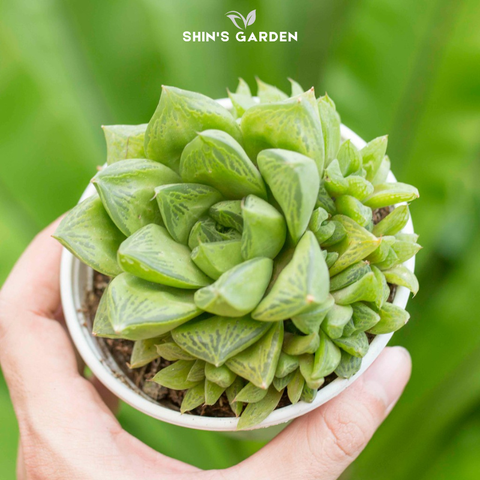  Sen đá ngọc lá dài – cây phong thủy mini hợp mệnh, trang trí bàn làm việc đẹp 