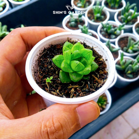  Sen đá ngọc tròn – Cây phong thủy mini may mắn, dễ chăm cho mọi không gian sống 