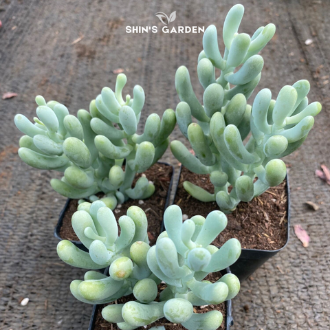  Sen đá ngón tay mini đẹp, hợp phong thủy – Cây dễ chăm 