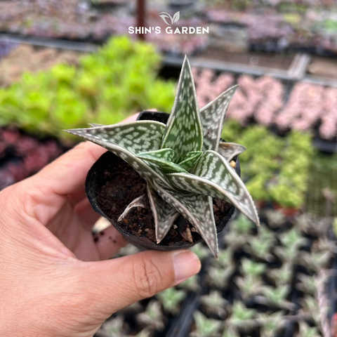  Sen đá nha đam – Cây cảnh để bàn phong thủy dễ chăm, hợp mệnh 