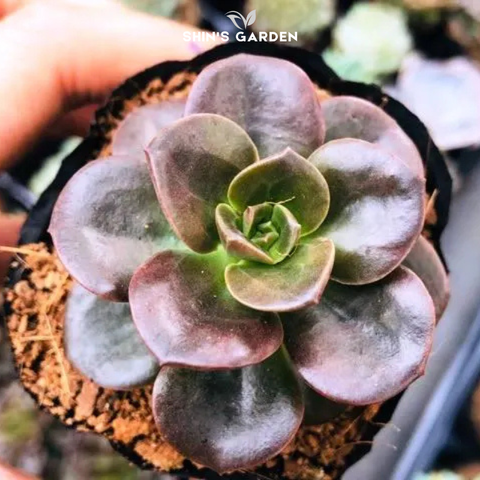  Sen đá Nhật Nguyệt phong thủy: Cân bằng – Hài hòa – Dễ trồng – Hợp mệnh Kim 