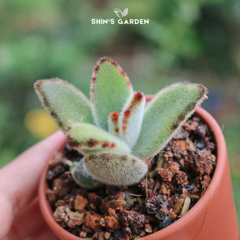  Sen đá nhung viền đen – Cây phong thủy mini dễ chăm, đẹp lạ 