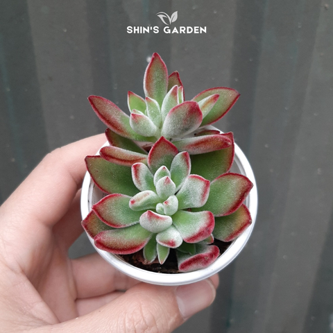  Sen đá nhung viền đỏ phong thủy – Dễ chăm, đẹp độc lạ, hợp mệnh Hỏa 