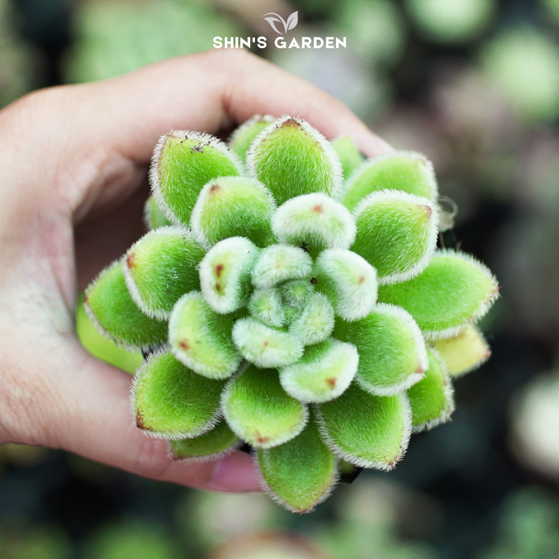 Sen đá nhung xanh – Cây mini phủ lông mịn, hợp phong thủy, dễ chăm
