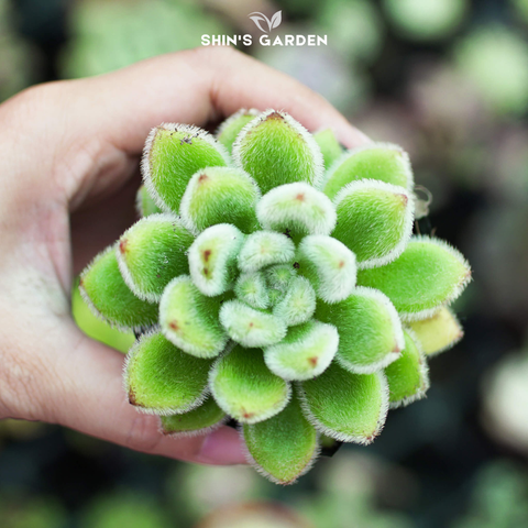  Sen đá nhung xanh – Cây mini phủ lông mịn, hợp phong thủy, dễ chăm 