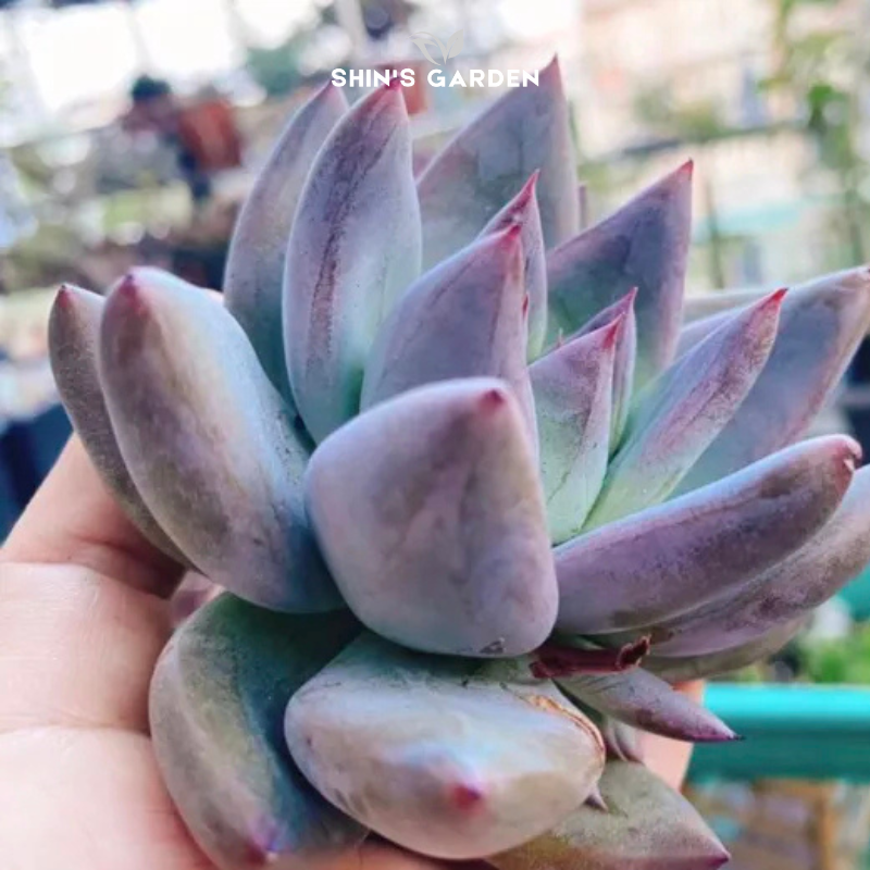 Sen đá pha lê tím phong thủy – cây mini đẹp để bàn, hút may mắn