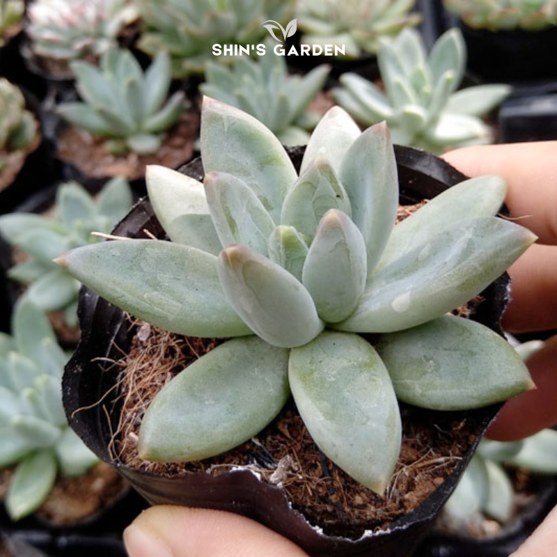 Sen đá pha lê trắng – Cây để bàn mini hợp mệnh Kim – Thủy