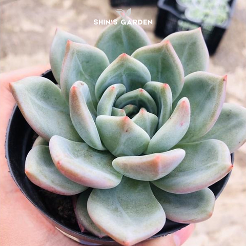  Sen đá pha lê xanh phong thủy – cây để bàn hiện đại, may mắn hợp mệnh 