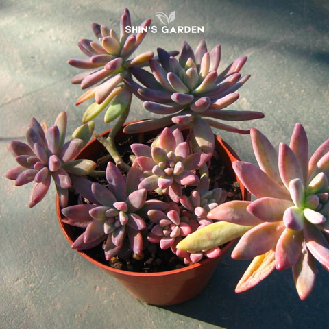  Sen đá pha lê – Cây mini để bàn phong thủy hút tài lộc, hợp mệnh Thủy – Kim 