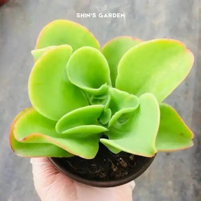 Sen đá Pháp mini – Cây phong thủy để bàn đẹp, hợp mệnh