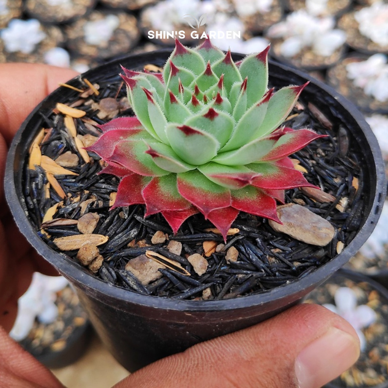 Sen đá phật bà nhện – Cây phong thủy mini độc lạ, dễ chăm, hợp mệnh Thổ – Kim