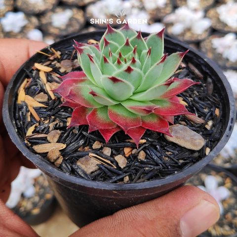  Sen đá phật bà nhện – Cây phong thủy mini độc lạ, dễ chăm, hợp mệnh Thổ – Kim 