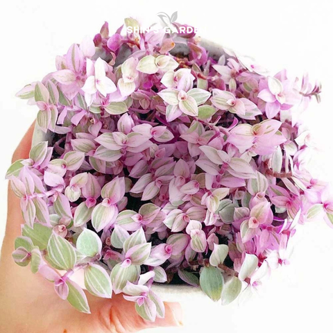  Sen đá Pink Lady – Sen đá hồng mini phong thủy trang trí để bàn 