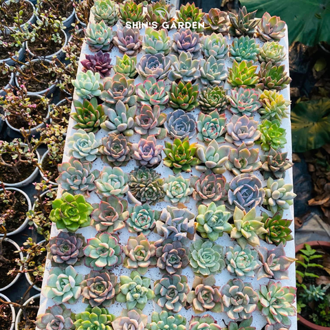  Sen đá quận 9 – Mua cây phong thủy mini đẹp tại Shin’s Garden, nguồn gốc Đà Lạt 