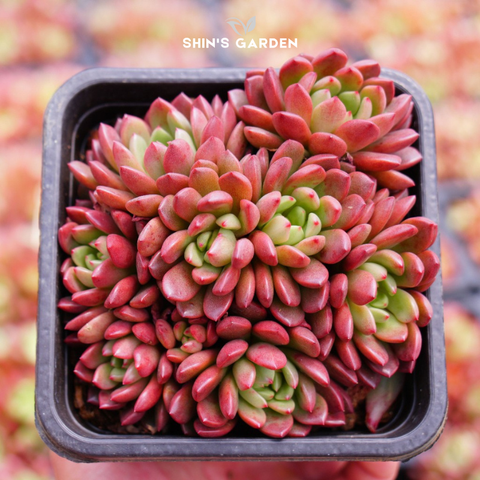  Sen đá ruby đỏ – Cây phong thủy mini hợp mệnh Hỏa, may mắn và dễ chăm sóc 