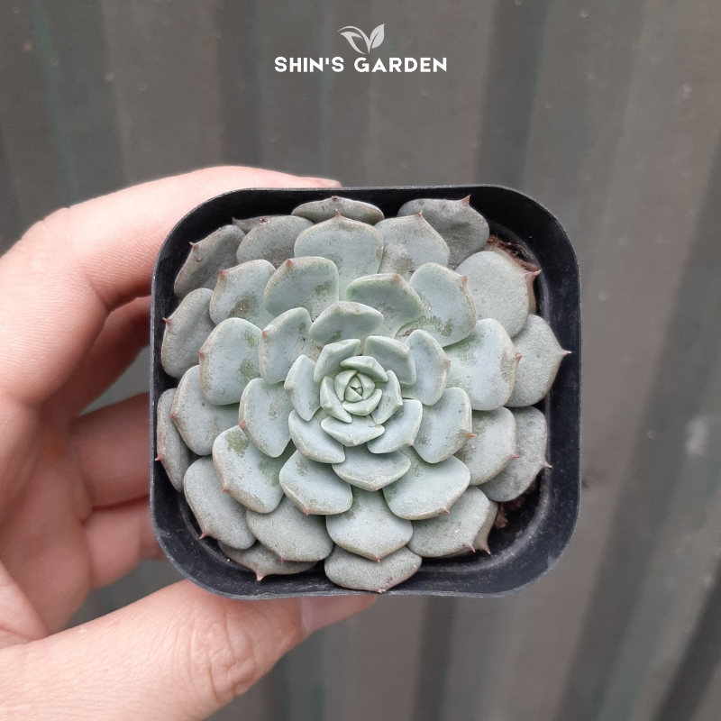 Sen đá ruby trắng – cây cảnh mini phong thủy đổi màu hợp mệnh