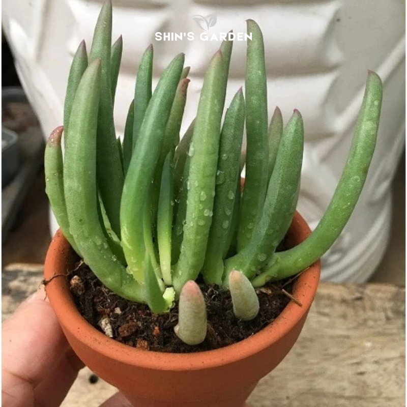 Sen đá san hô hồng phong thủy mini để bàn – dễ chăm, hút tài lộc