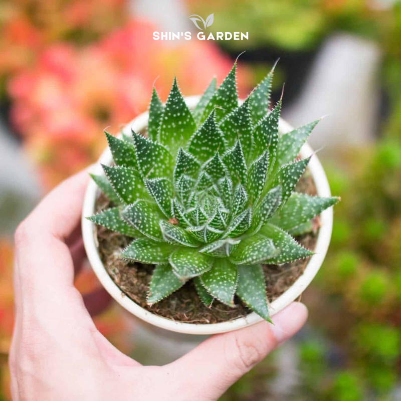 Sen đá sao biển để bàn đẹp – hợp phong thủy, độc lạ