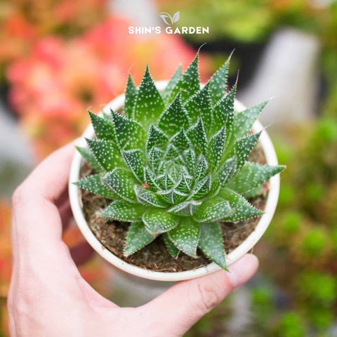  Sen đá sao biển để bàn đẹp – hợp phong thủy, độc lạ 