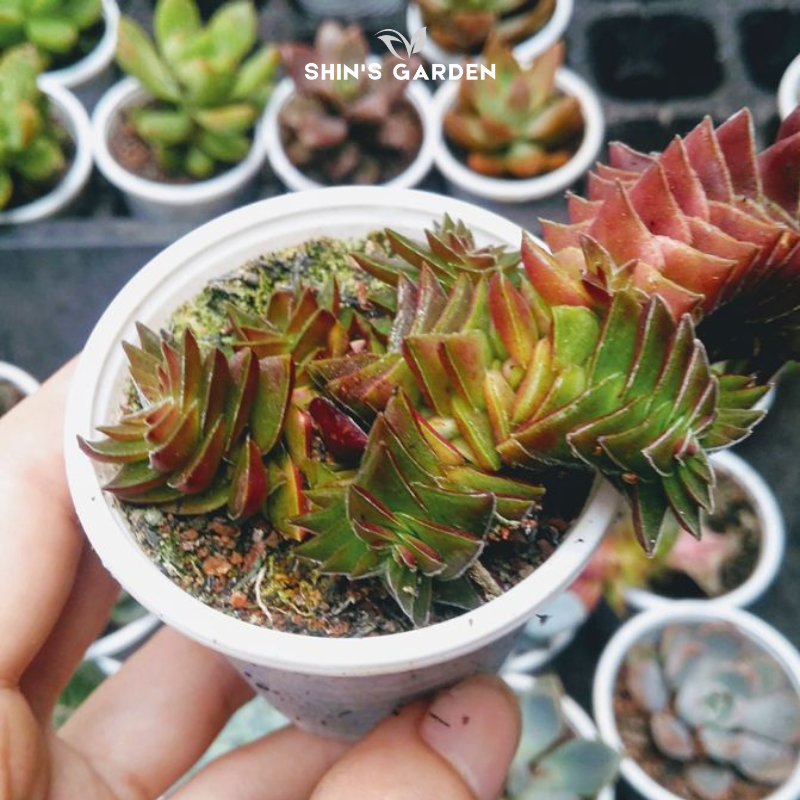 Sen đá sao xếp mini phong thủy – Cây cảnh để bàn đẹp, dễ chăm