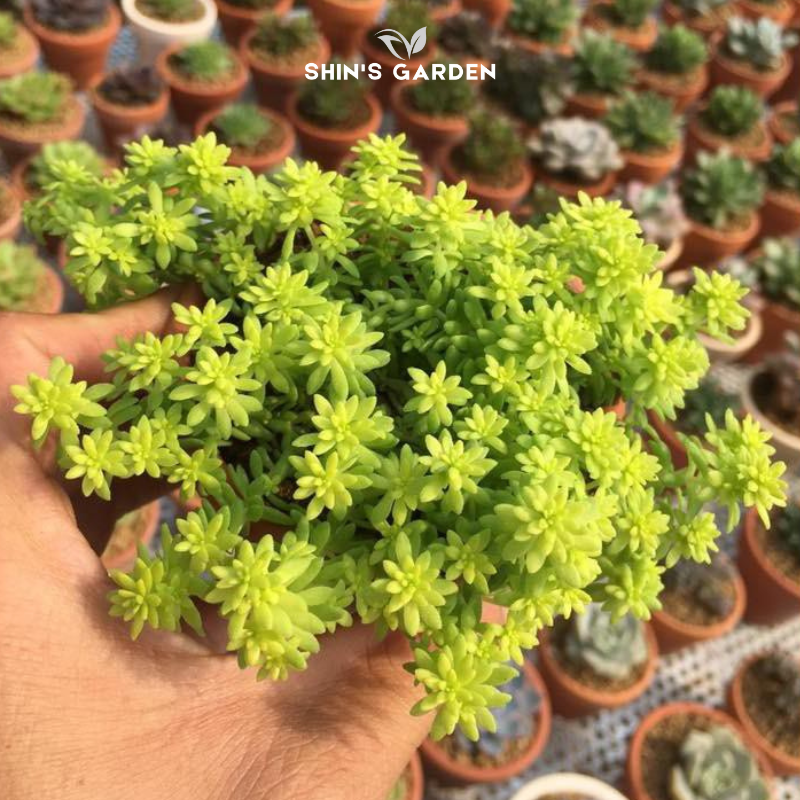 Sen đá Sedum cơm mini dễ trồng – cây phong thủy hợp mệnh, hút tài lộc