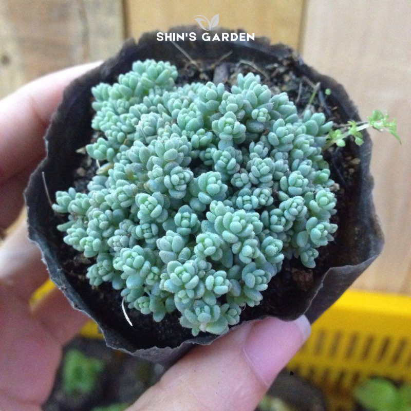 Sen đá Sedum hoa hồng – Cây sen đá đẹp, dễ trồng, phong thủy tốt