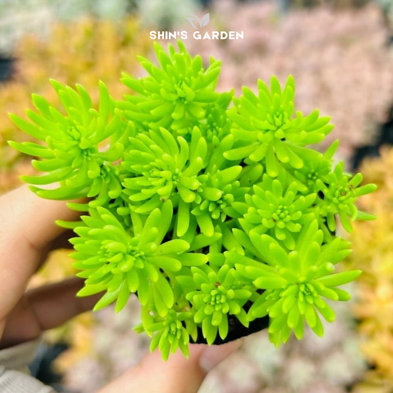 Sen đá sedum xanh – Cây phong thủy mini hút tài lộc, dễ chăm cho bàn làm việc