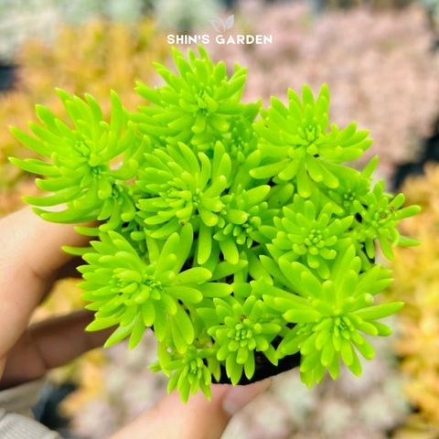  Sen đá sedum xanh – Cây phong thủy mini hút tài lộc, dễ chăm cho bàn làm việc 
