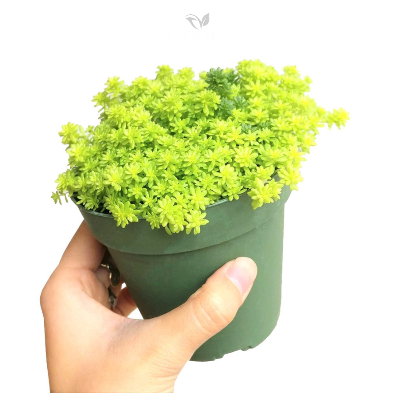 Sen đá Sedum – cây mini phong thủy dễ chăm, hợp mệnh Thổ – Kim