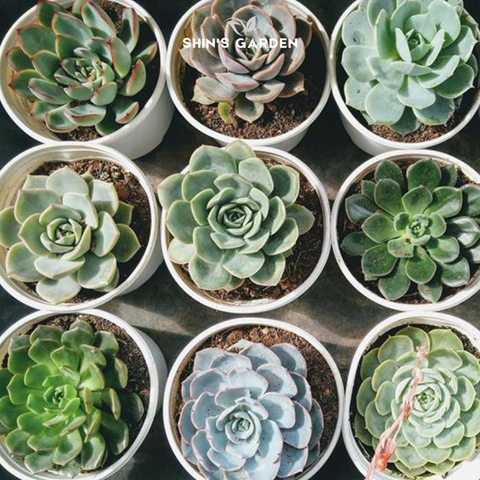  Sen đá size lớn phong thủy: Chậu sen đá đại thụ đẹp – sống lâu – hợp mệnh 