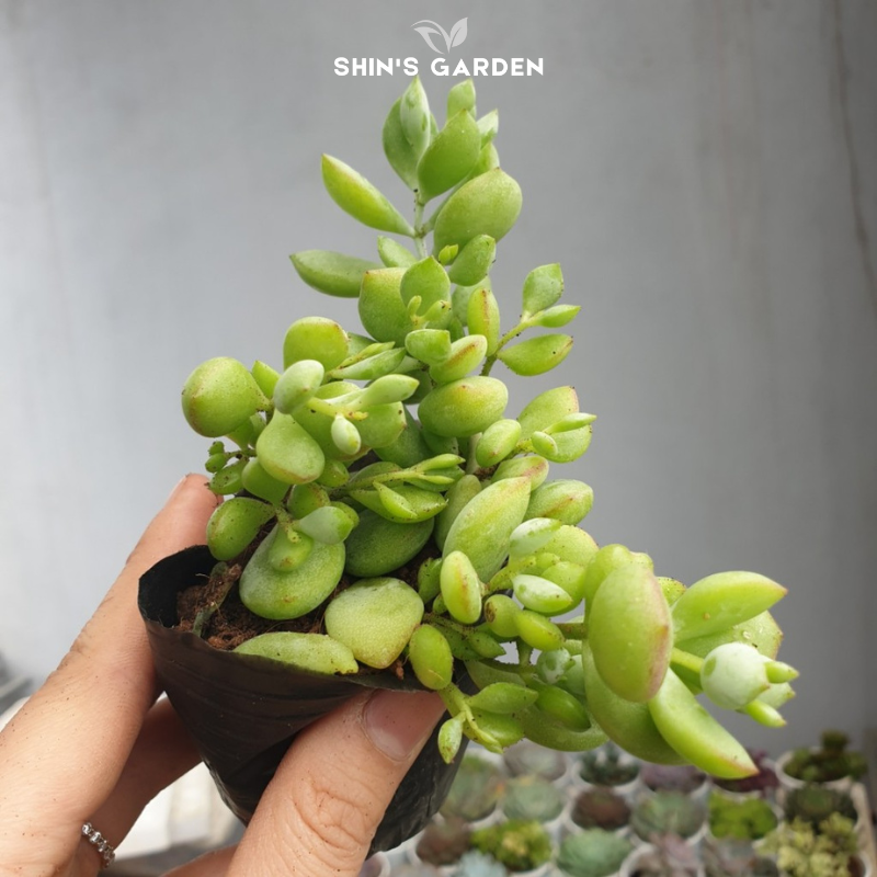 Sen đá sỏi dây – Cây cảnh mini phong thủy dễ trồng, decor bàn làm việc hiện đại