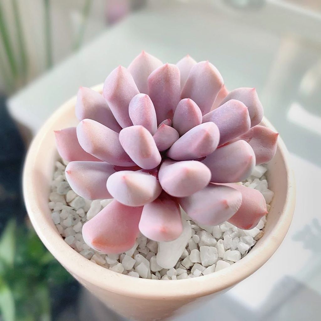 Sen đá hợp mệnh Hỏa: Cây phong thủy mini đẹp, dễ chăm
