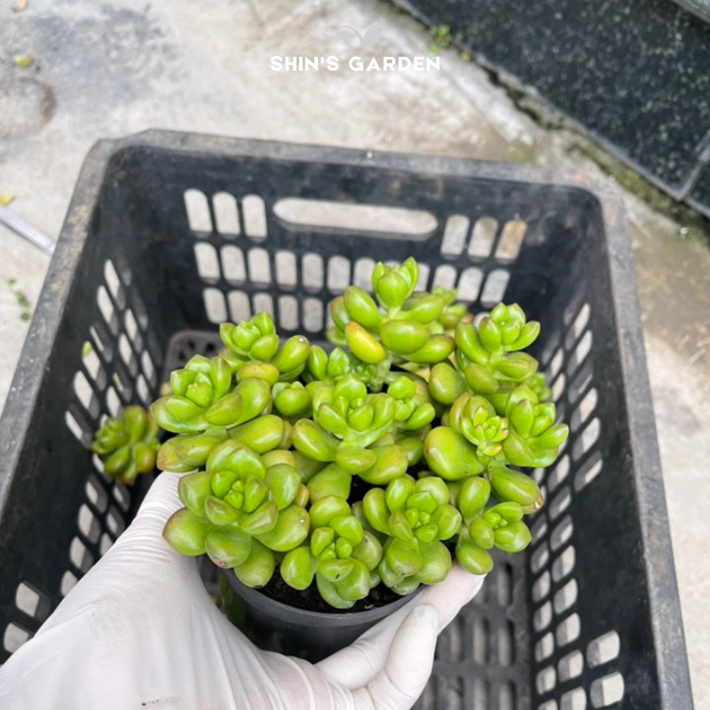 Sen đá sỏi kẹo mini – cây cảnh phong thủy dễ chăm, hợp bàn làm việc