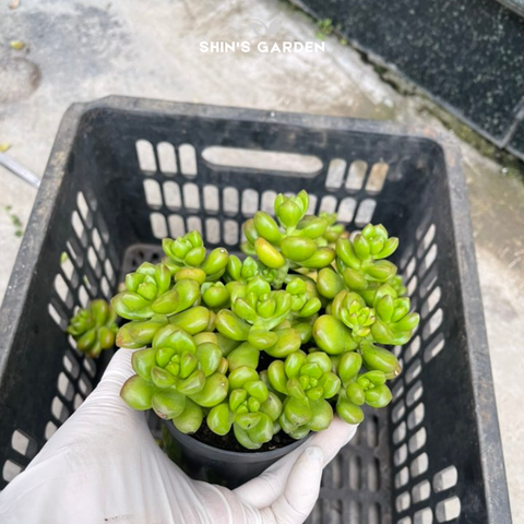  Sen đá sỏi kẹo mini – cây cảnh phong thủy dễ chăm, hợp bàn làm việc 