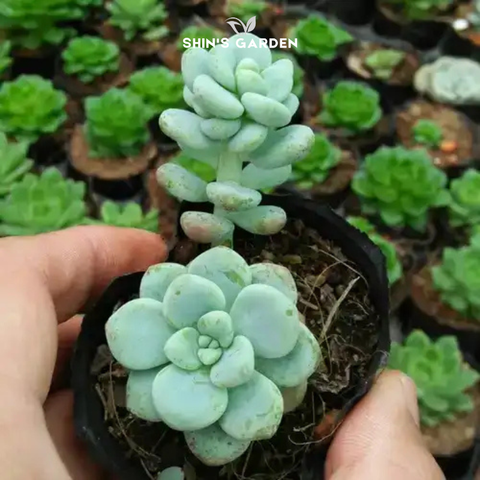  Sen đá sỏi thiên thanh – Cây sen đá phong thủy mini đẹp, hợp mệnh Thủy 