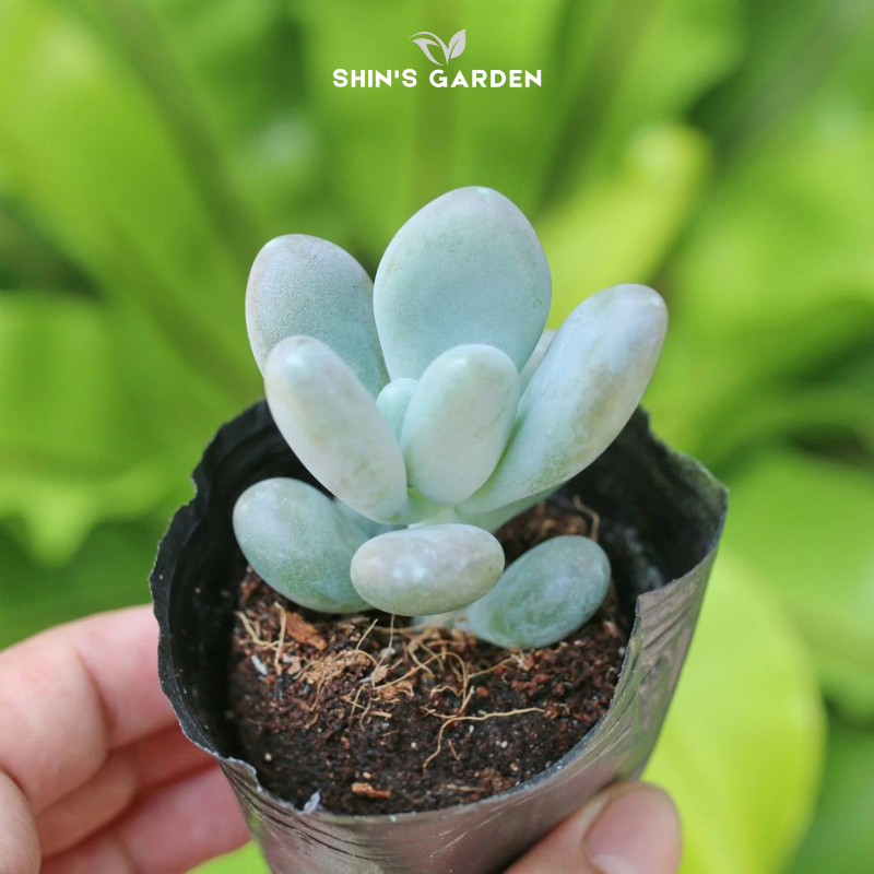 Sen đá sỏi xanh – Cây sen đá mini phong thủy dễ trồng để bàn làm việc