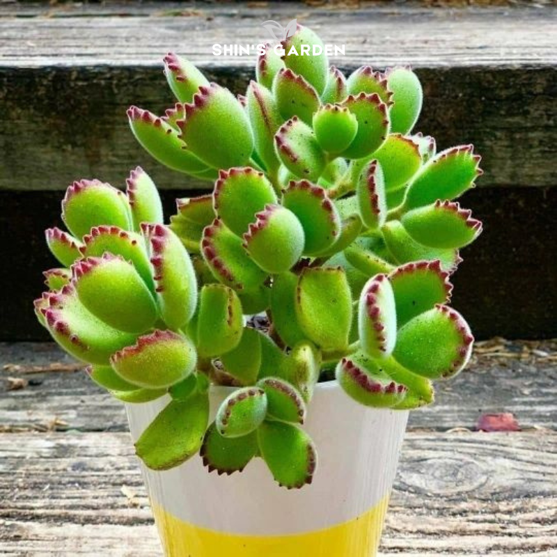 Sen đá tai gấu mini – cây cảnh để bàn phong thủy đẹp độc lạ