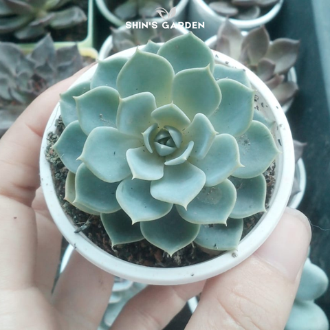  Sen đá Thái mini nhập khẩu – giống đột biến đẹp, hợp phong thủy 