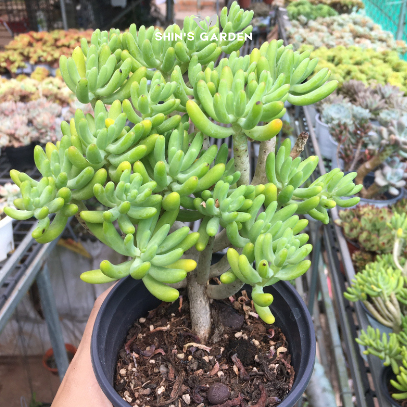 Sen đá thân cao – cây cảnh phong thủy dễ trồng, bền bỉ, may mắn